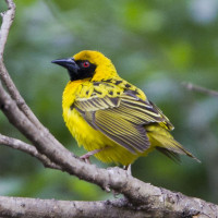 Village Weaver